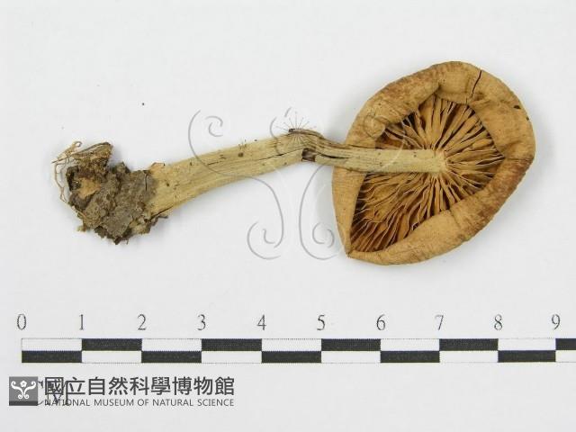 登錄號:F0004921藏品圖，第4張