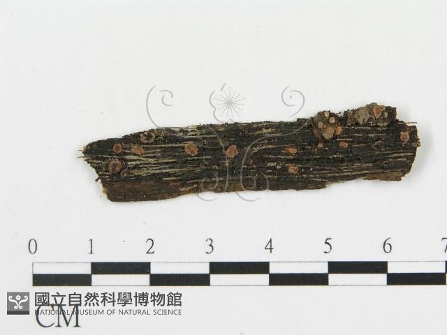 筍殼菌屬藏品圖，第4張