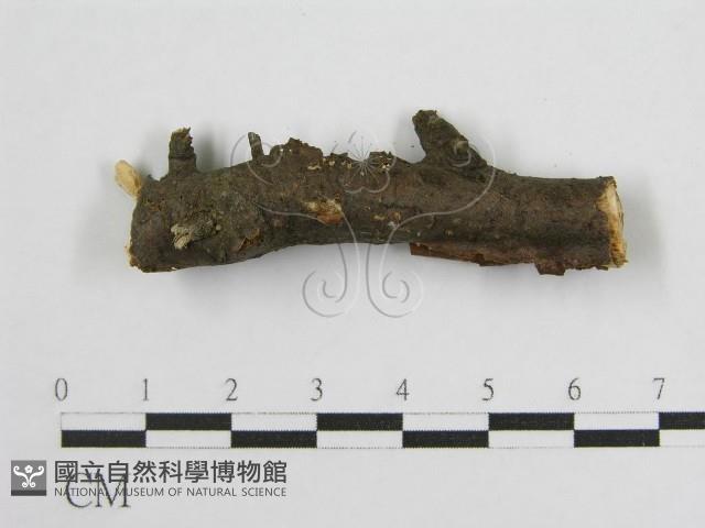 登錄號:F0004621藏品圖，第4張