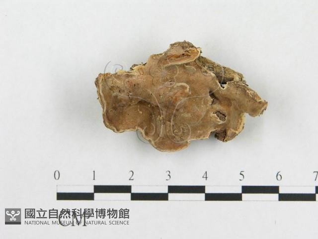 登錄號:F0020421藏品圖，第4張