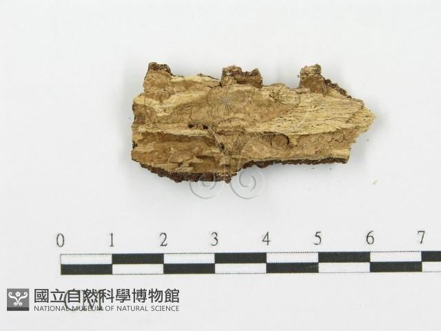 登錄號:F0000421藏品圖，第4張