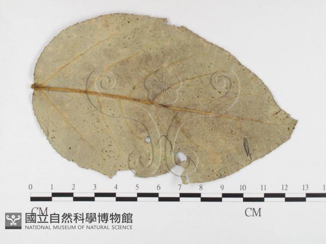 登錄號:F0026421藏品圖，第4張