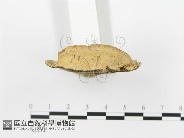 登錄號:F0006421藏品圖，第4張