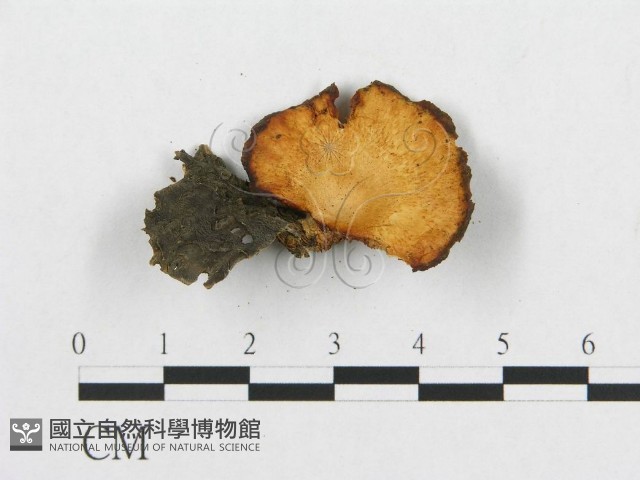 登錄號:F0017421藏品圖，第4張