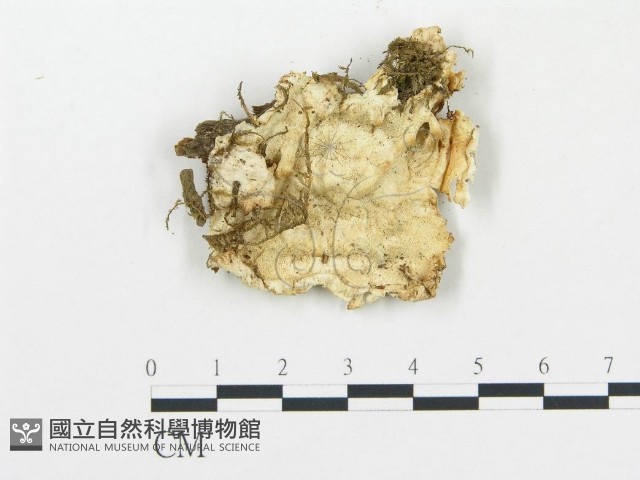 登錄號:F0009421藏品圖，第4張