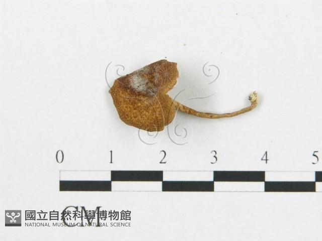 登錄號:F0013421藏品圖，第4張