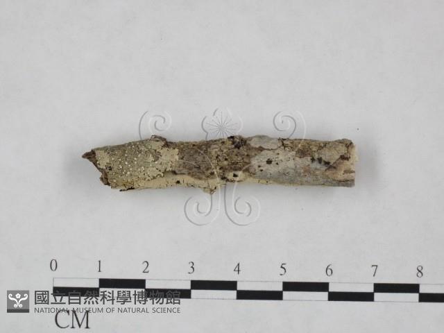 剛毛絲皮菌藏品圖，第4張