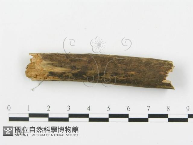 登錄號:F0013721藏品圖，第4張