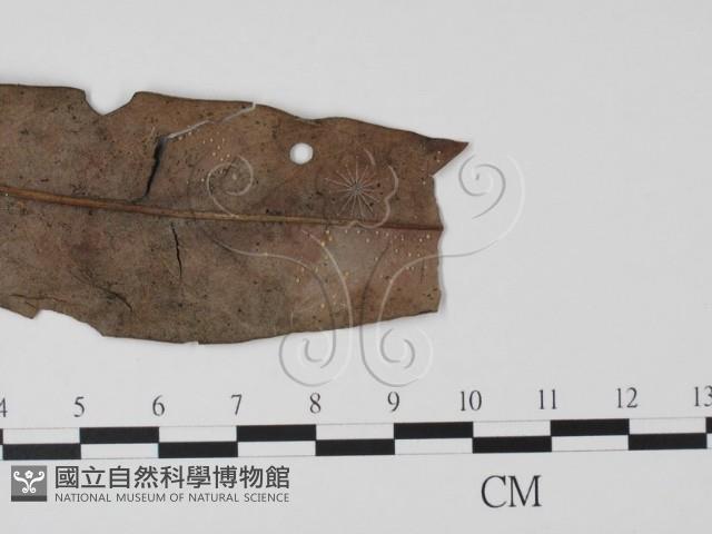 登錄號:F0016521藏品圖，第4張