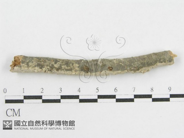 登錄號:F0002521藏品圖，第4張