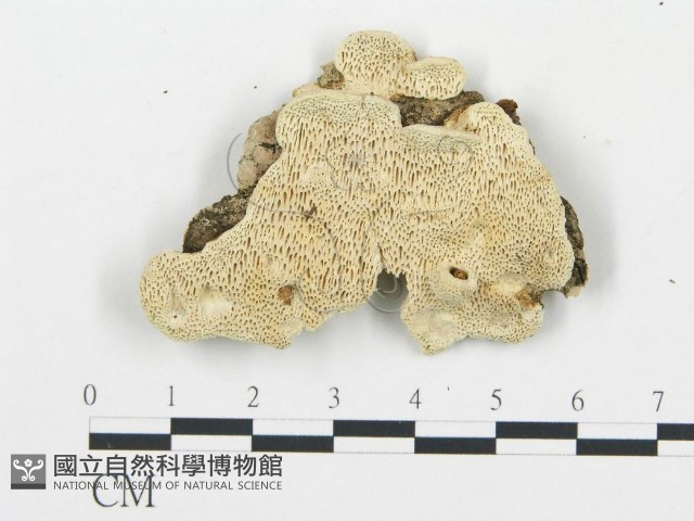 登錄號:F0017521藏品圖，第4張