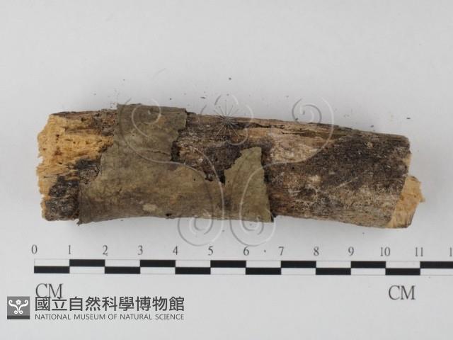 登錄號:F0001021藏品圖，第4張