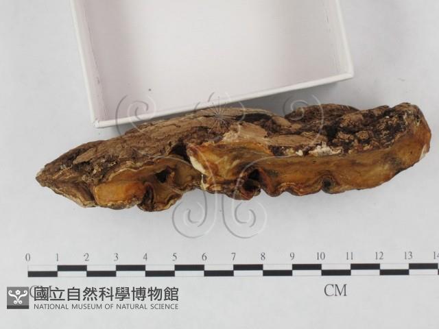 牛樟芝藏品圖，第4張