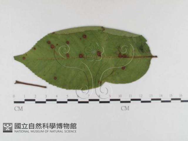 登錄號:F0026321藏品圖，第4張