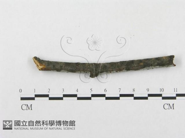 登錄號:F0015321藏品圖，第4張