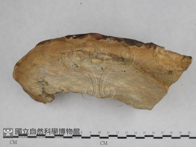 栓菌屬藏品圖，第4張