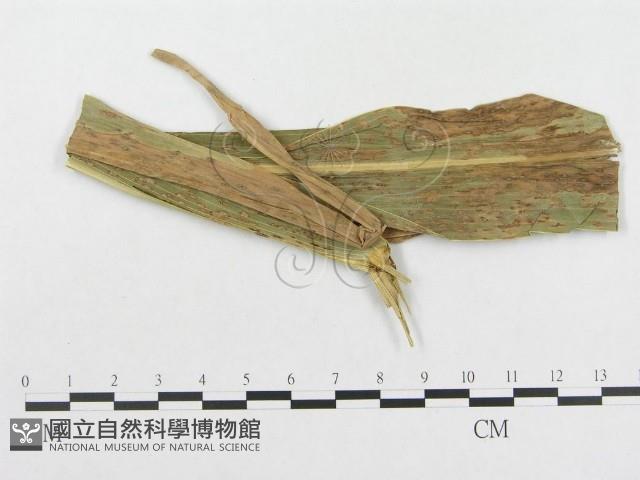 登錄號:F0019321藏品圖，第4張