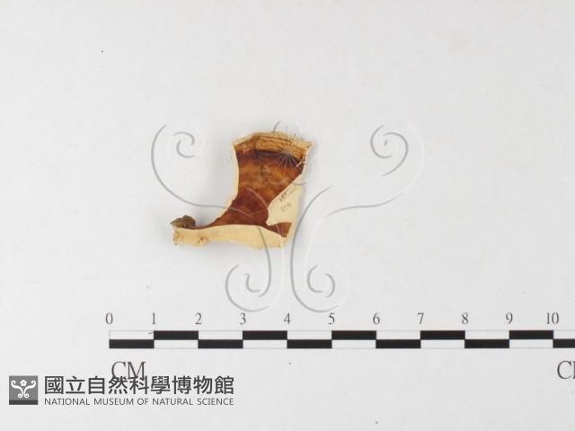 相鄰小孔菌藏品圖，第1張