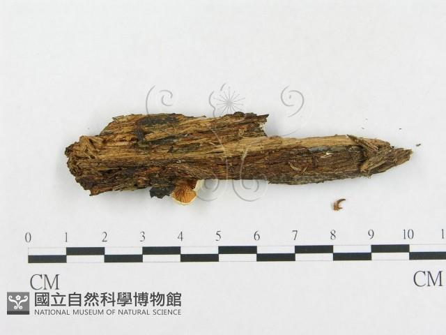 登錄號:F0005201藏品圖，第4張