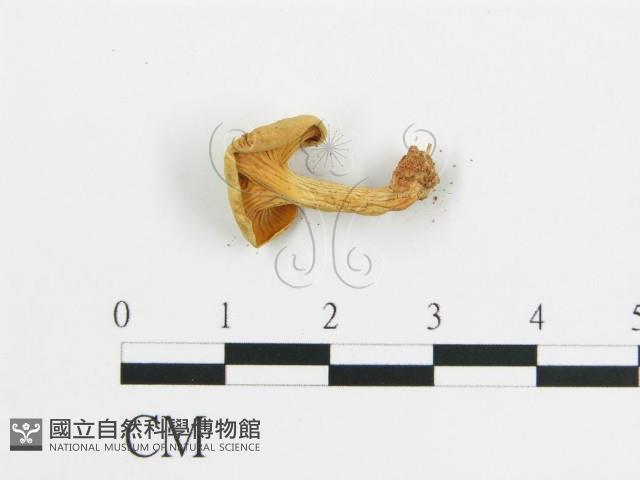 登錄號:F0013201藏品圖，第4張
