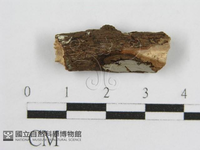 登錄號:F0012801藏品圖，第4張