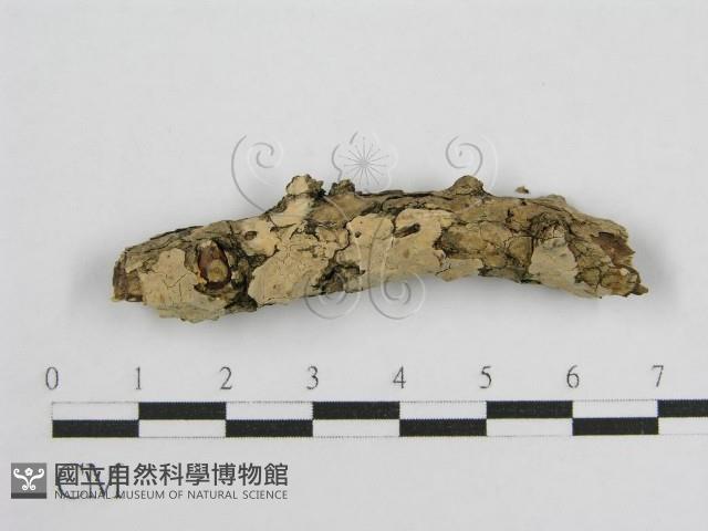 登錄號:F0017801藏品圖，第4張