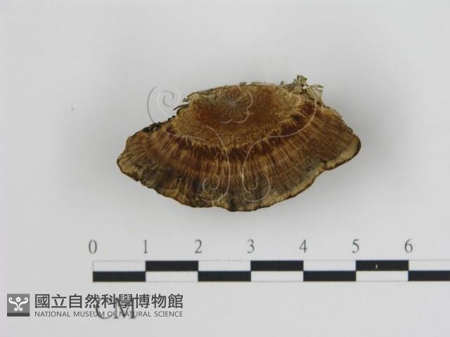 登錄號:F0019801藏品圖，第4張