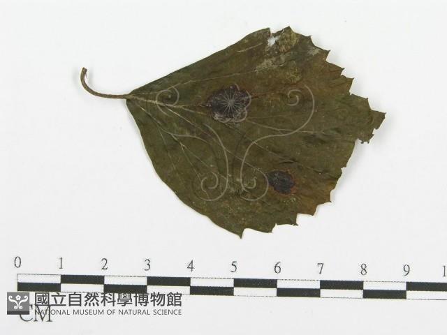 登錄號:F0018901藏品圖，第4張