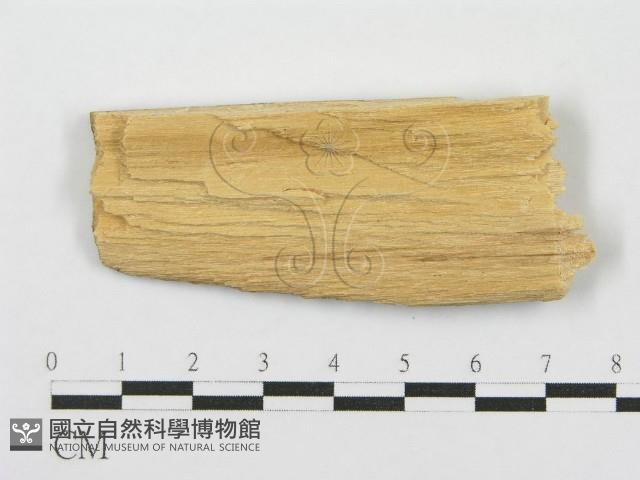 登錄號:F0000901藏品圖，第4張