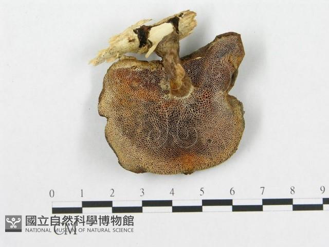 登錄號:F0005901藏品圖，第4張