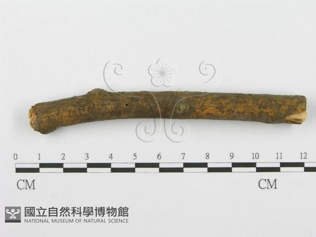 登錄號:F0001601藏品圖，第4張