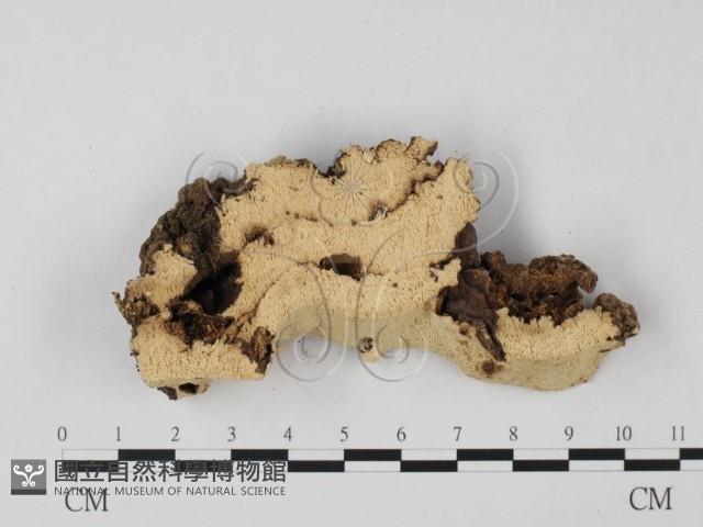 登錄號:F0004601藏品圖，第4張