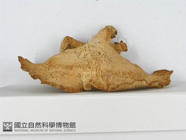 登錄號:F0014601藏品圖，第4張