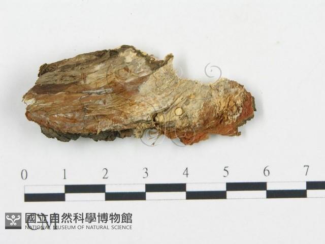登錄號:F0017601藏品圖，第4張