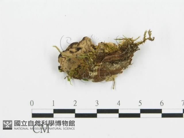 煙管菌藏品圖，第4張