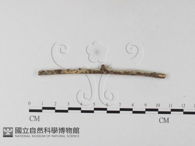 登錄號:F0025401藏品圖，第4張