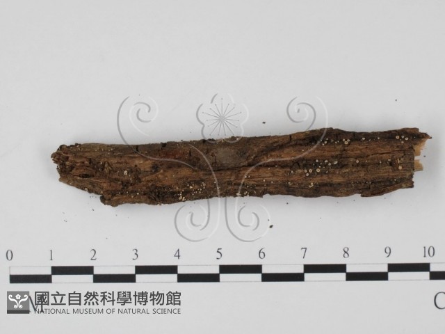 登錄號:F0005401藏品圖，第4張