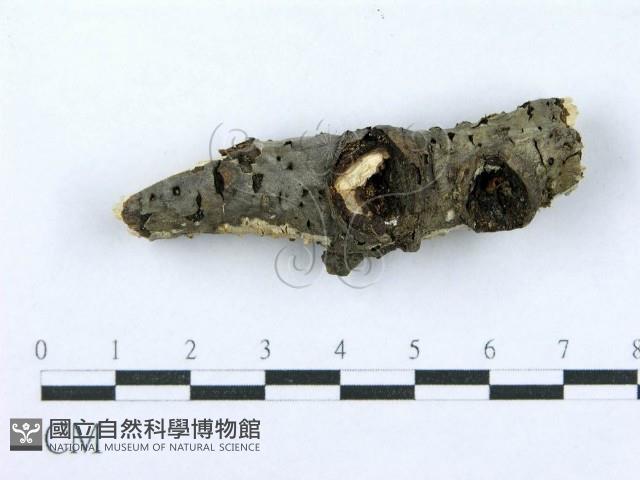 射脈菌屬藏品圖，第4張