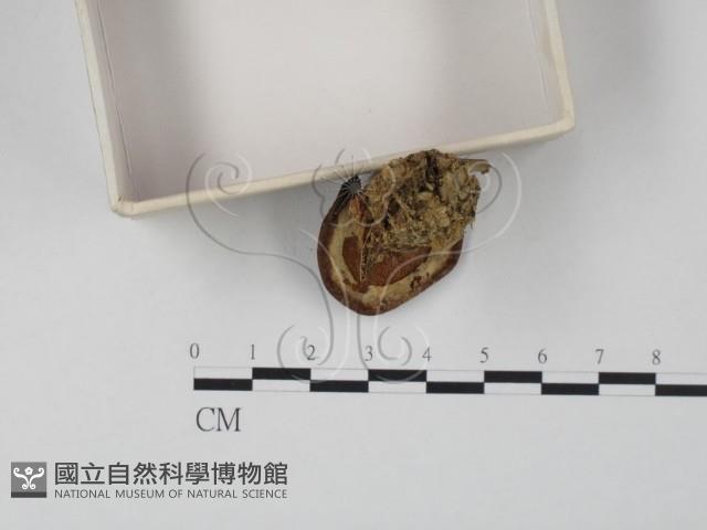 登錄號:F0001701藏品圖，第4張