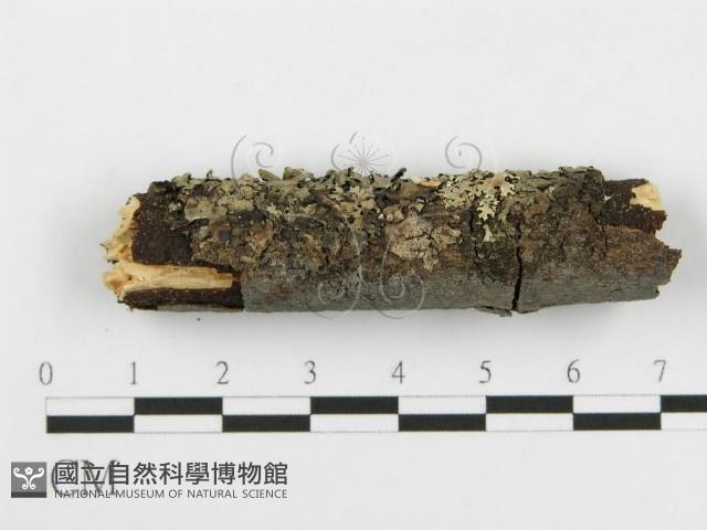 登錄號:F0013701藏品圖，第4張