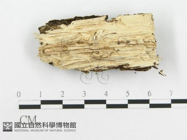 齒耳菌屬藏品圖，第4張