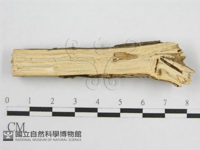 登錄號:F0010501藏品圖，第4張