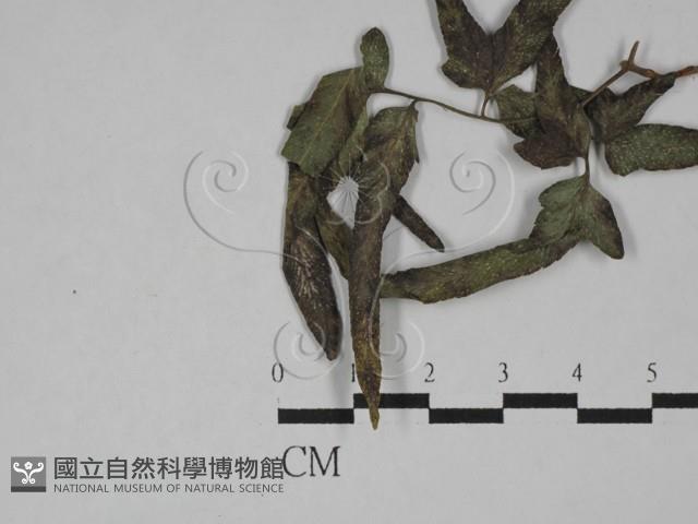 登錄號:F0024501藏品圖，第4張