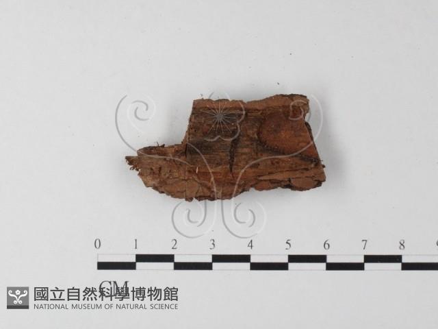 登錄號:F0019501藏品圖，第4張