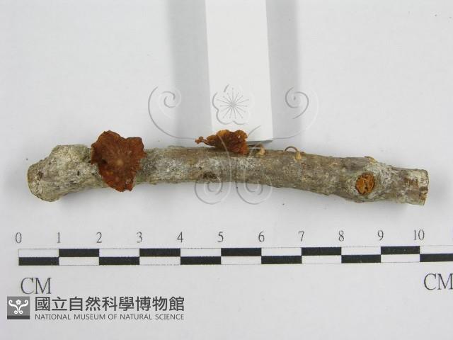 微皮傘屬藏品圖，第4張