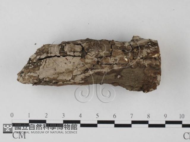 登錄號:F0022101藏品圖，第4張