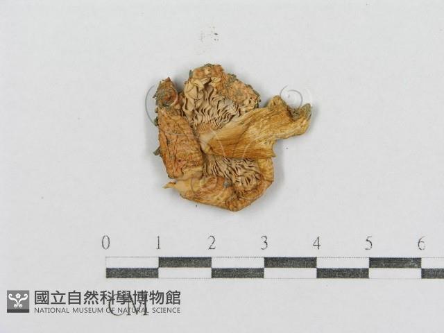 紅菇屬藏品圖，第4張
