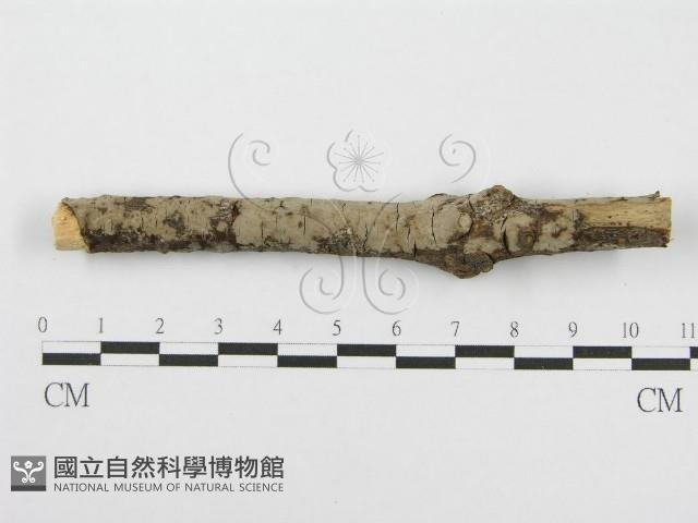 筍殼菌屬藏品圖，第4張