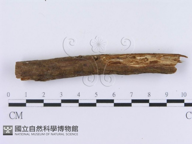 登錄號:F0003001藏品圖，第4張