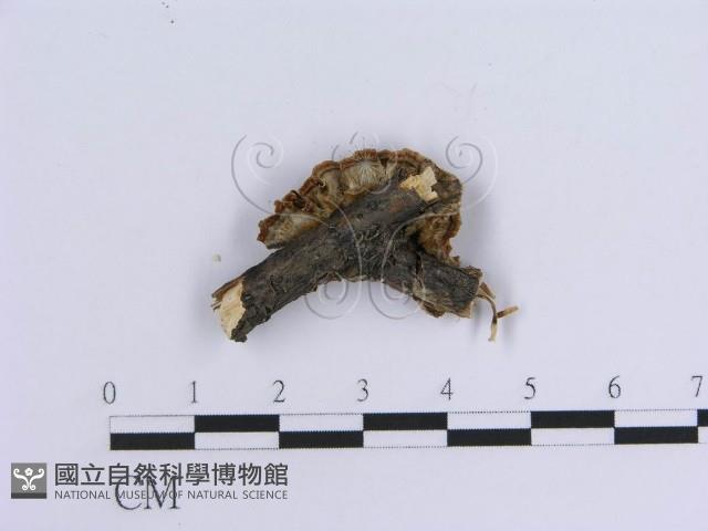 登錄號:F0007301藏品圖，第4張